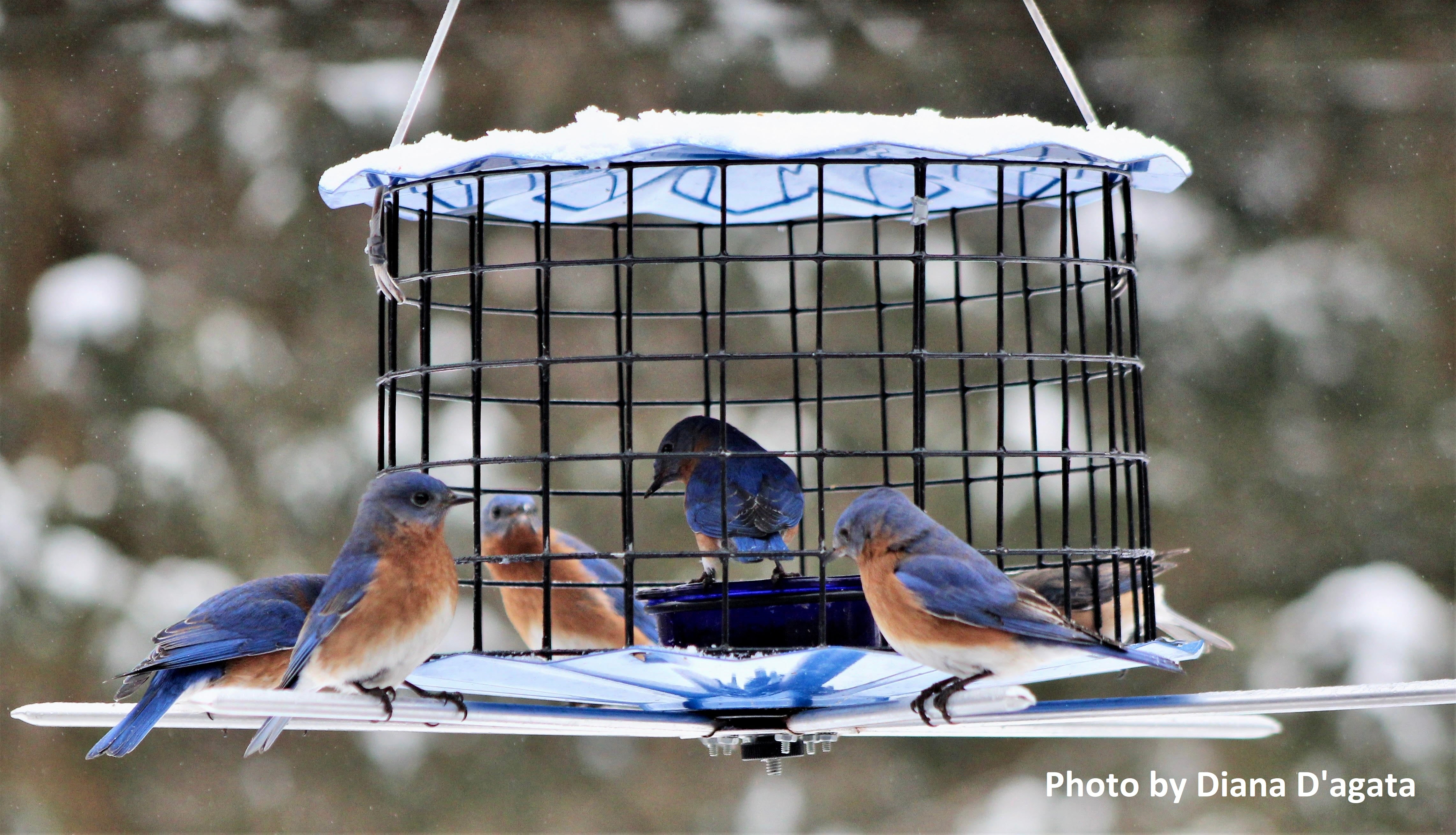 Barrier Guard Bluebird Feeder with Perch - Thumbnail 2