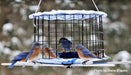 Five eastern bluebirds using the barrier guard feeder and perch accessory