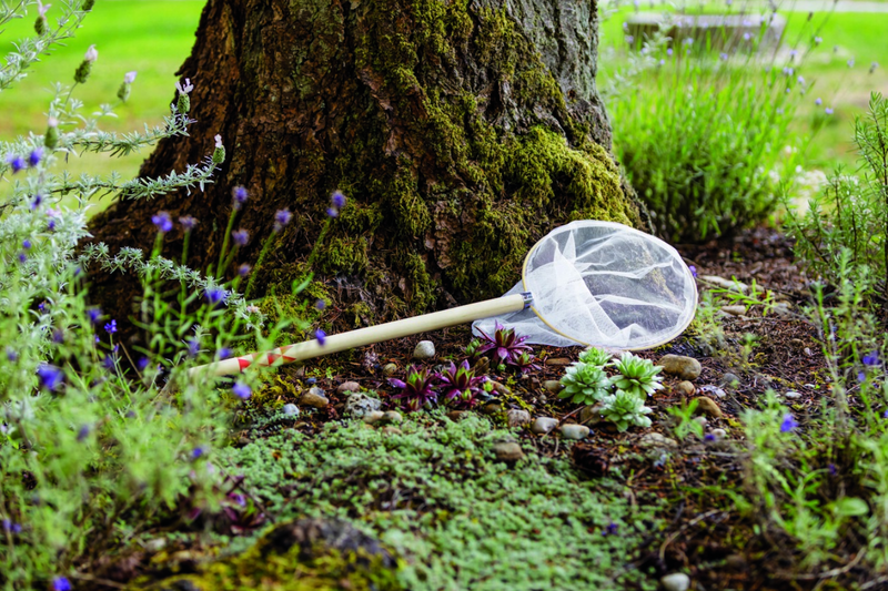 Butterfly Net in woods