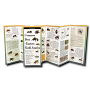 Common Bees of Eastern North America