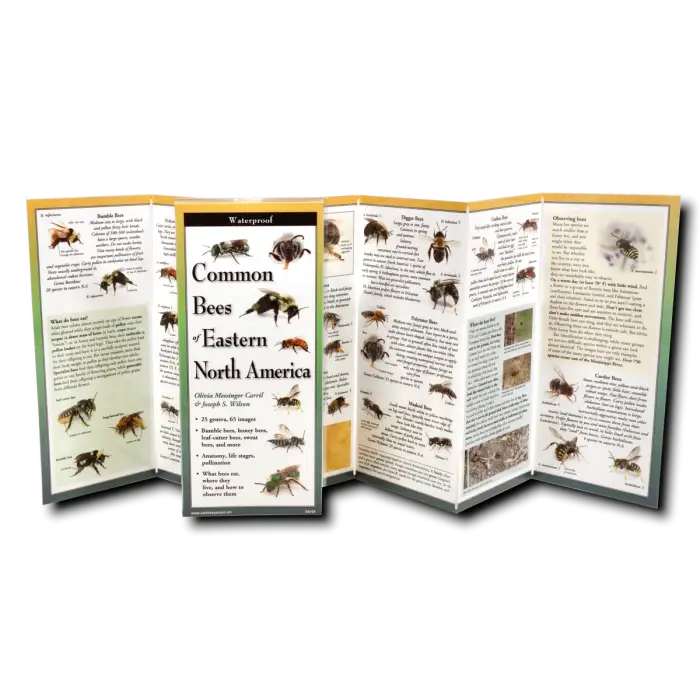 Common Bees of Eastern North America