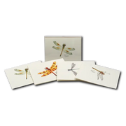 Dragonfly & Damselfly Assortment 2 Notecard Boxed Set