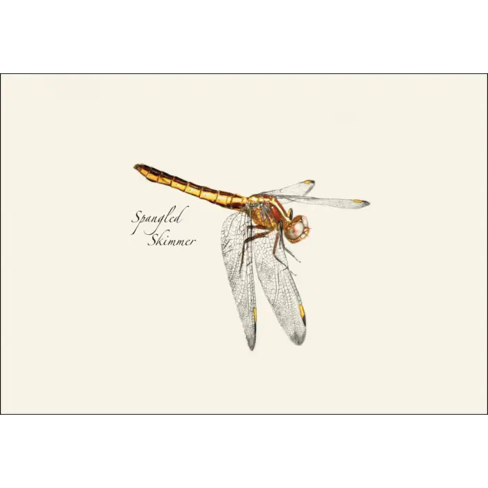 Dragonfly & Damselfly Assortment 2 Notecard Boxed Set - Spangled Skimmer