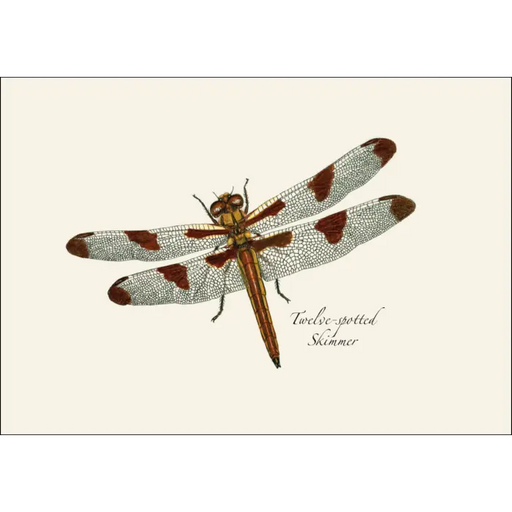 Dragonfly and Damselfly Assortment Notecard Boxed Set - Twelve-spotted Skimmer