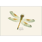Dragonfly & Damselfly Assortment 2 Notecard Boxed Set - Seaside Dragonlet