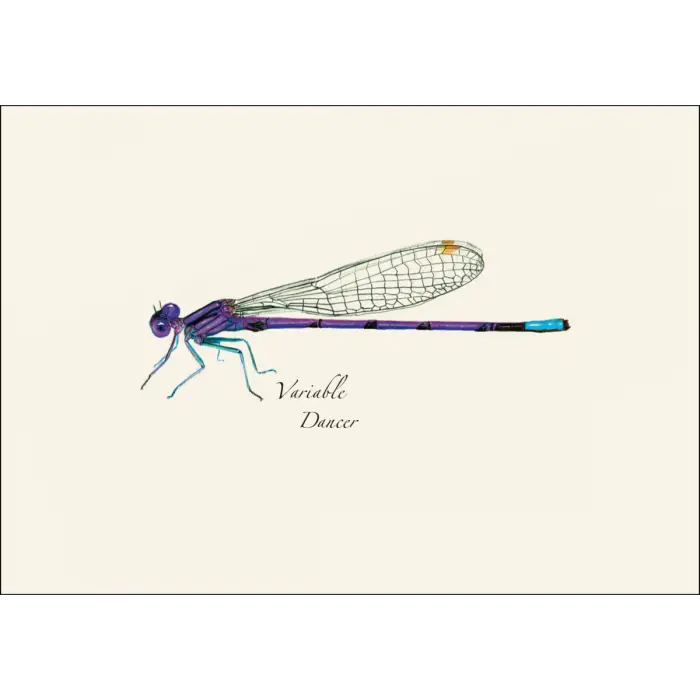 Dragonfly and Damselfly Assortment Notecard Boxed Set - Variable Dancer