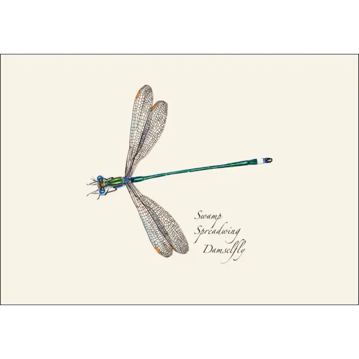 Dragonfly & Damselfly Assortment 2 Notecard Boxed Set - Swamp Spreadwing Damselfly