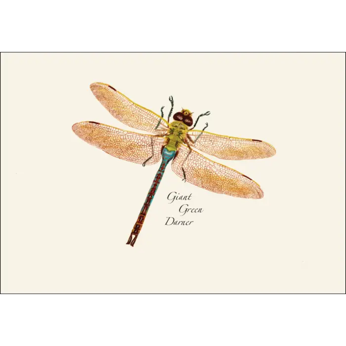 Dragonfly and Damselfly Assortment Notecard Boxed Set - Giant Green Darner