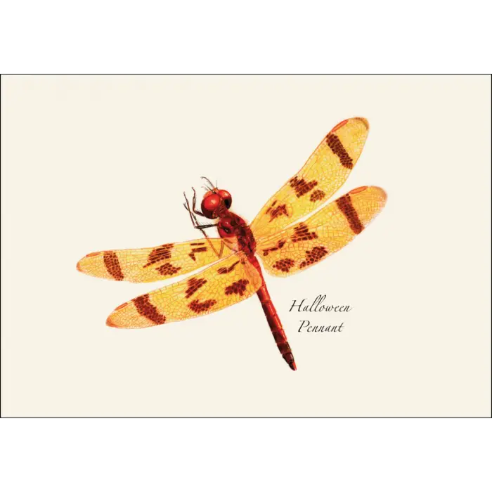 Dragonfly & Damselfly Assortment 2 Notecard Boxed Set - Halloween Pennant