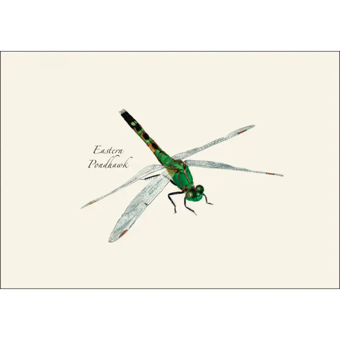 Dragonfly and Damselfly Assortment Notecard Boxed Set - Eastern Pondhawk