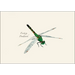 Dragonfly and Damselfly Assortment Notecard Boxed Set - Eastern Pondhawk