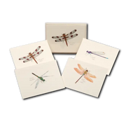 Dragonfly and Damselfly Assortment Notecard Boxed Set