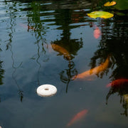 Mosquito Dunks - 2 Pack - Fish pond