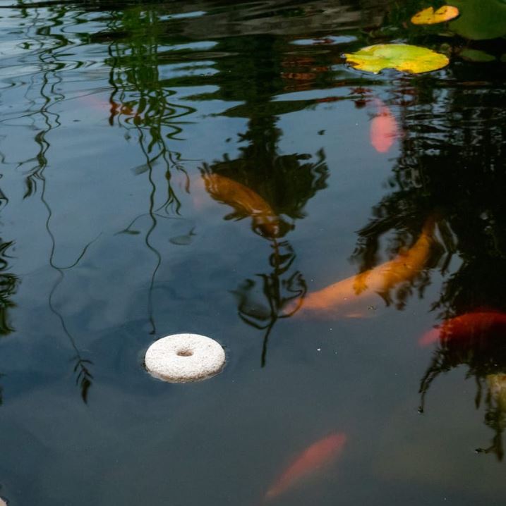 Mosquito Dunks - 2 Pack - Fish pond