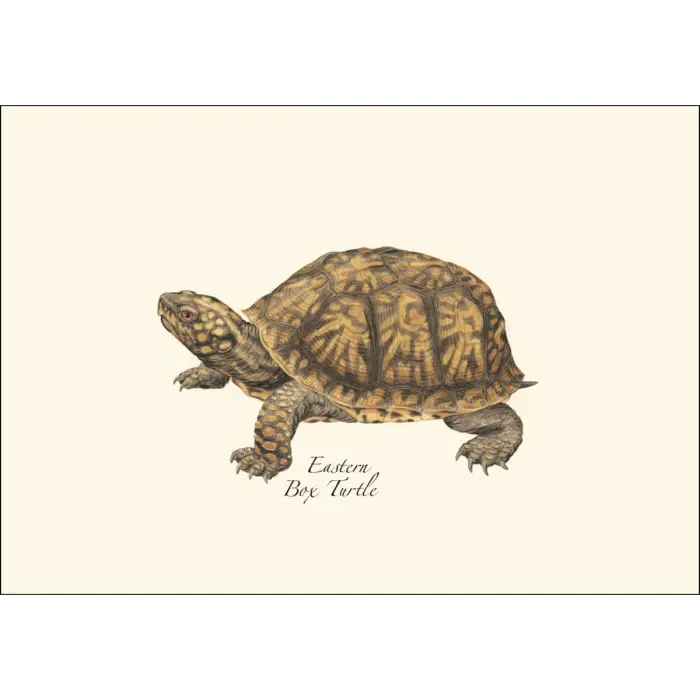 Freshwater Turtle Assortment Notecard Boxed Set - Eastern Box Turtle