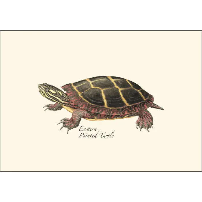 Freshwater Turtle Assortment Notecard Boxed Set - Eastern Painted Turtle