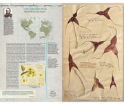 Explorers' Botanical Notebook: In the Footsteps of Theophrastus, Marco Polo, Linnaeus, Flinders, Darwin, Speke and Hooker - interior pages