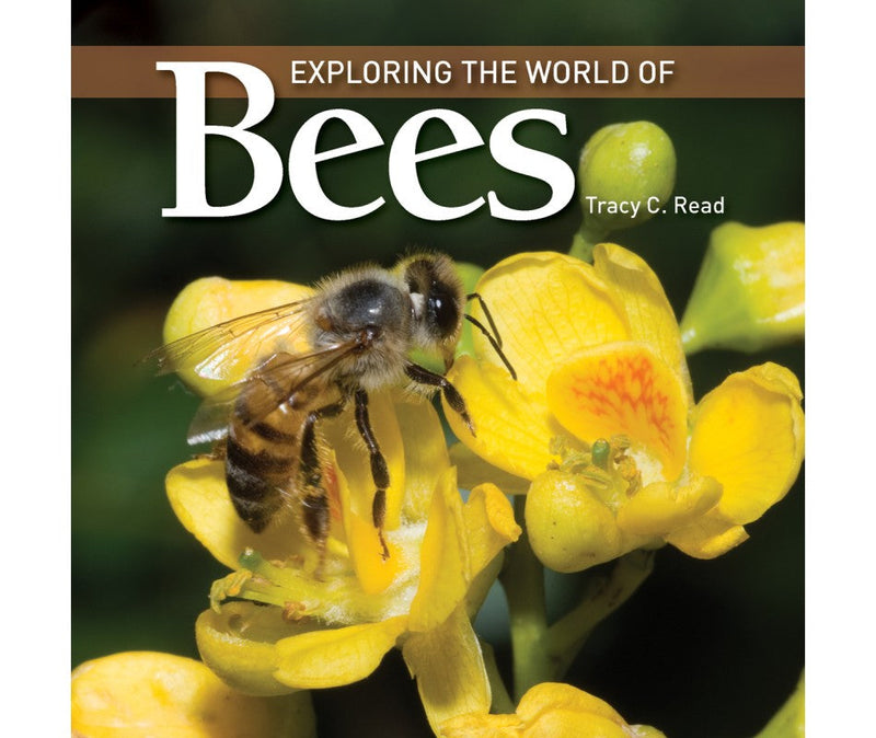 Exploring the World of Bees