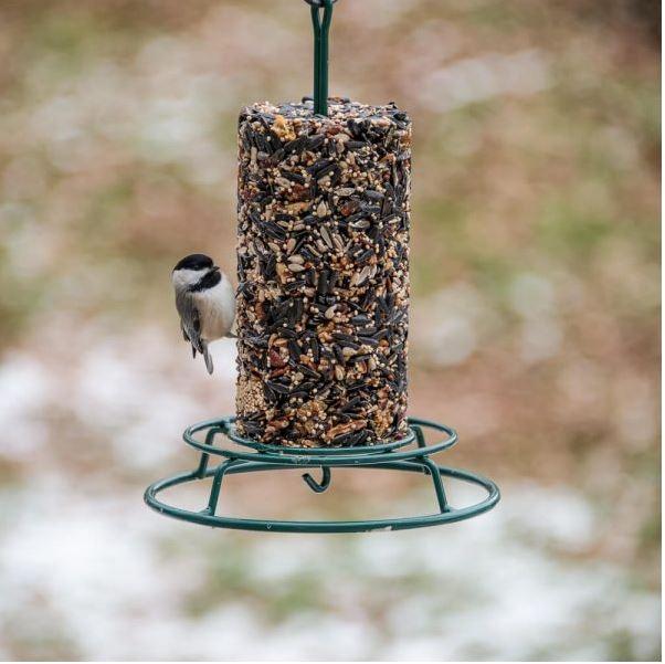 Mr. Bird EZFeeder - Chickadee visitor