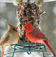 Mr. Bird EZFeeder - cardinals in snow