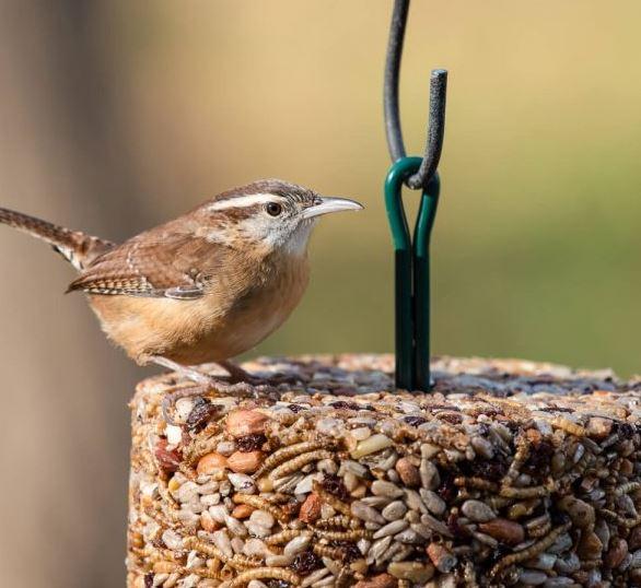 Mr. Bird EZFeeder - wren