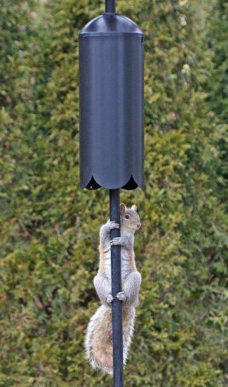 Dome Top Squirrel Baffle