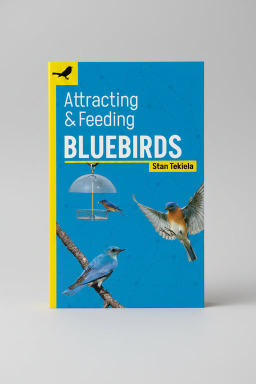 Attracting & Feeding Bluebirds
