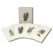 Fern Assortment Notecard Boxed Set