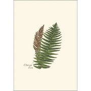 Fern Assortment Notecard Boxed Set - Ostrich Fern