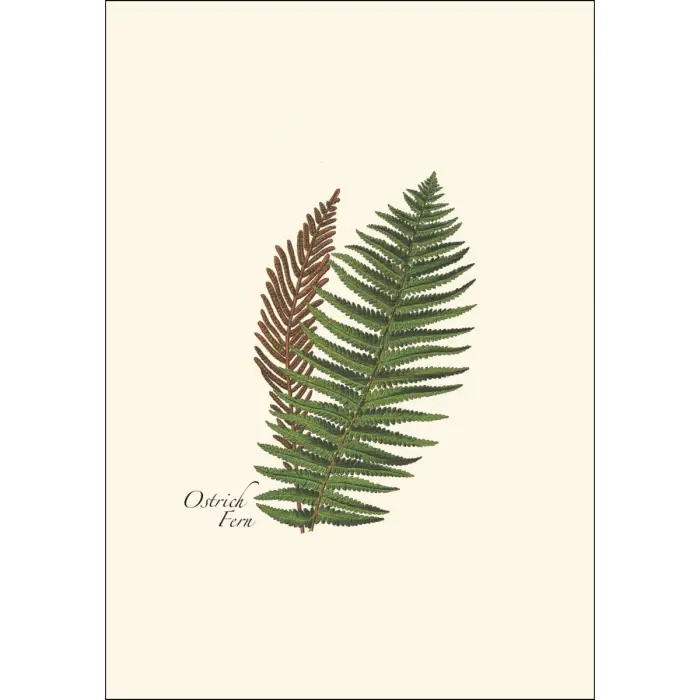 Fern Assortment Notecard Boxed Set - Ostrich Fern