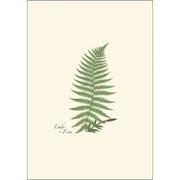 Fern Assortment Notecard Boxed Set - Lady Fern