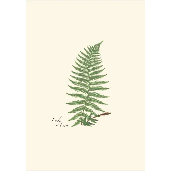 Fern Assortment Notecard Boxed Set - Lady Fern