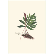 Fern Assortment Notecard Boxed Set - Sensitive Fern