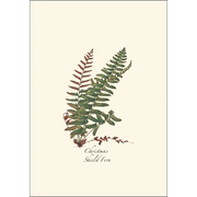 Fern Assortment Notecard Boxed Set - Christmas Shield Fern