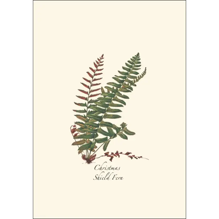 Fern Assortment Notecard Boxed Set - Christmas Shield Fern