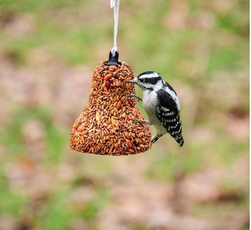 Mr. Bird's Flaming Hot Feast - Bell - woodpecker