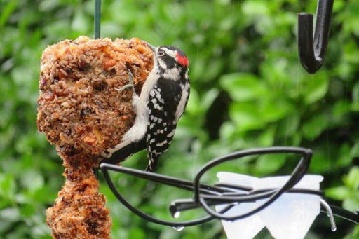 Mr. Bird's Flaming Hot Feast Cylinder - Small - Woodpecker visitor