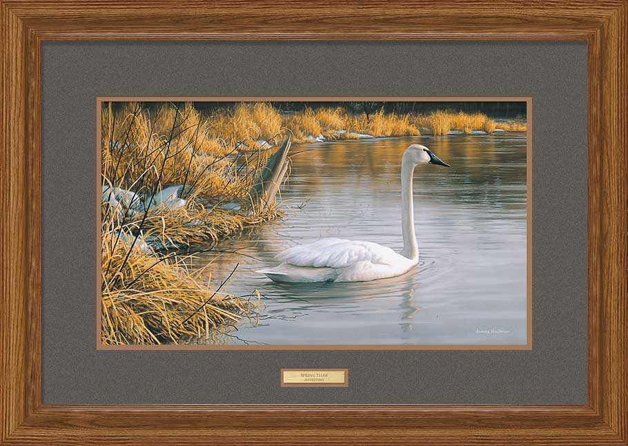 Spring Thaw – Trumpeter Swan Framed Limited Edition Print