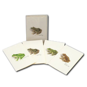 Frog and Toad Assortment Notecard Boxed Set 