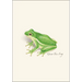 Frog and Toad Assortment Notecard Boxed Set - Green Tree Frog