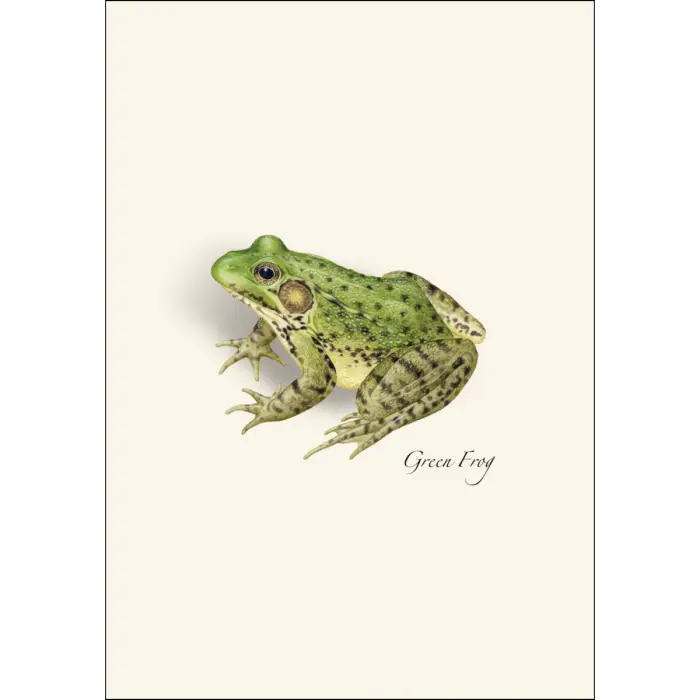 Frog and Toad Assortment Notecard Boxed Set - Green Frog