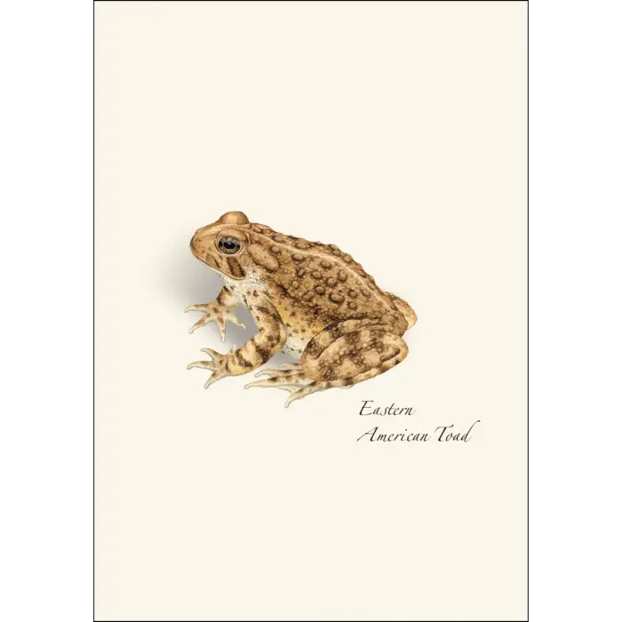 Frog and Toad Assortment Notecard Boxed Set - Eastern American Toad