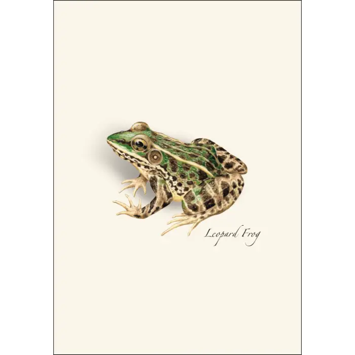 Frog and Toad Assortment Notecard Boxed Set - Leopard Frog