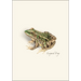 Frog and Toad Assortment Notecard Boxed Set - Leopard Frog