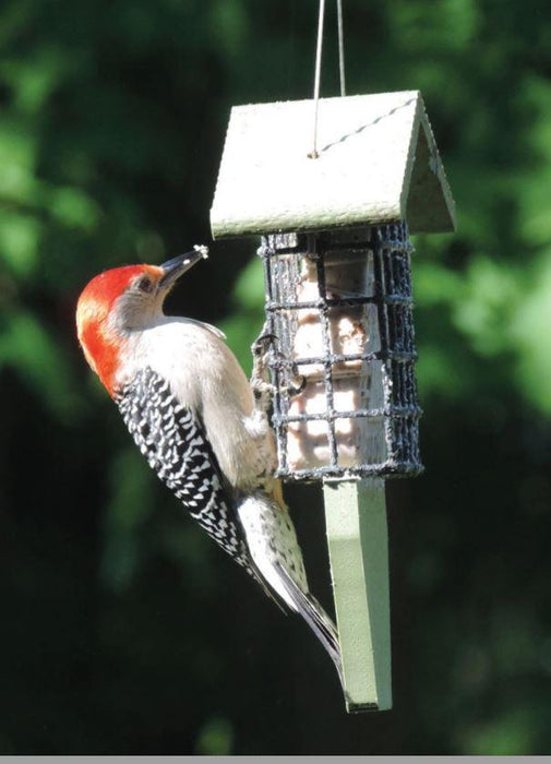 Green Solutions Tail Prop Suet Feeder with red-bellied woodpecker side view