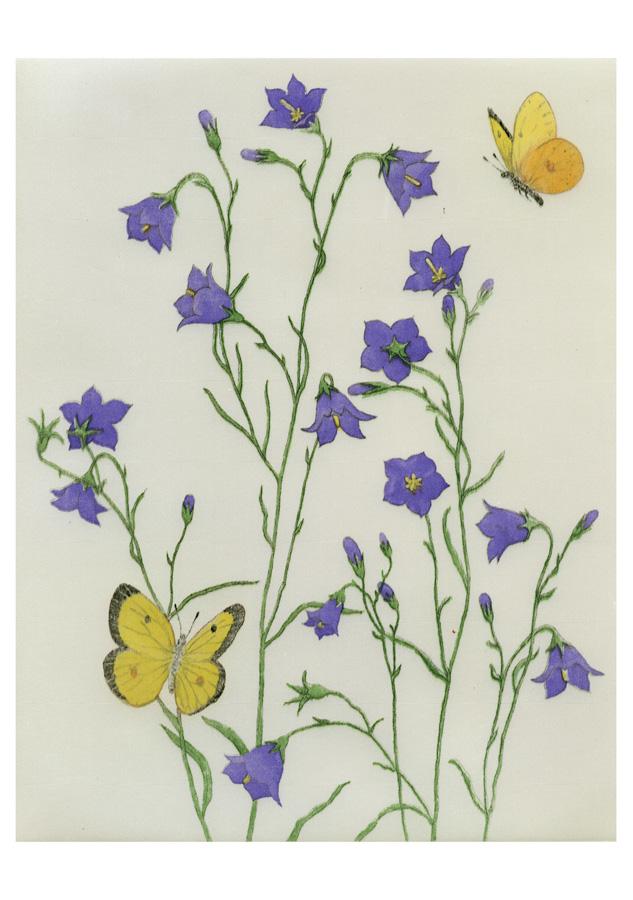 HAREBELLS AND SULPHURS BIRTHDAY CARD