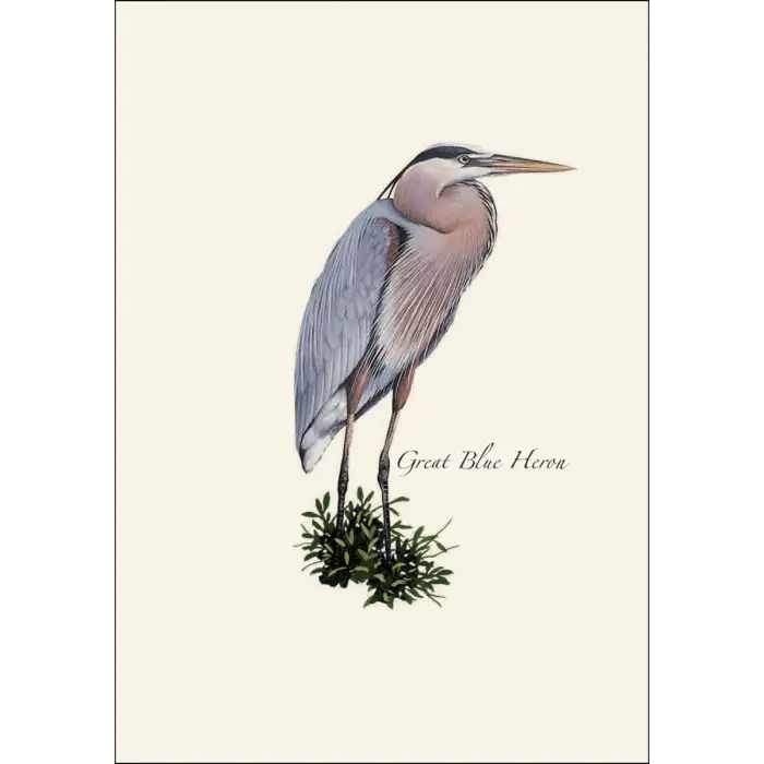 Heron Assortment Notecard Boxed Set - Great Blue Heron
