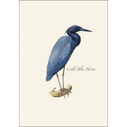 Heron Assortment Notecard Boxed Set - Little Blue Heron
