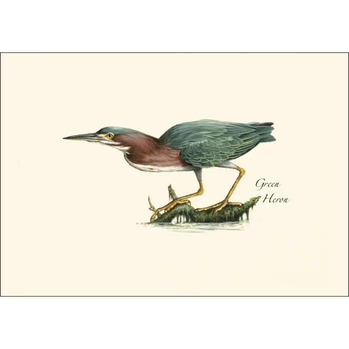 Heron Assortment Notecard Boxed Set - Green Heron