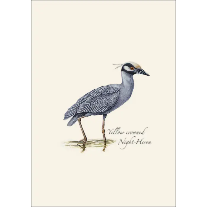 Heron Assortment Notecard Boxed Set - Yellow Crowned Night-Heron